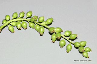 Populus deltoides - Eastern cottonwood