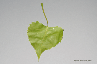 Populus deltoides - Eastern cottonwood