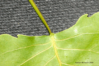 Populus deltoides - Eastern cottonwood