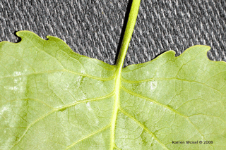 Populus deltoides - Eastern cottonwood