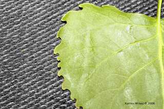 Populus deltoides - Eastern cottonwood