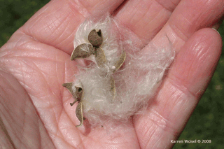 Populus deltoides - Eastern cottonwood