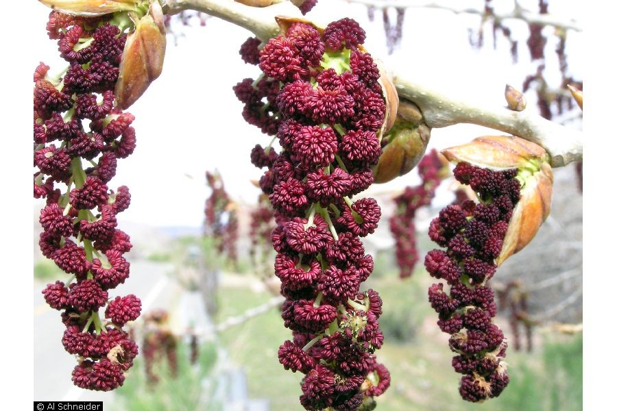 Populus deltoides - Eastern cottonwood