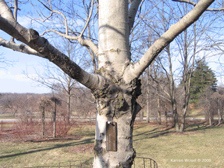 Populus tremuloides - Quaking aspen bark