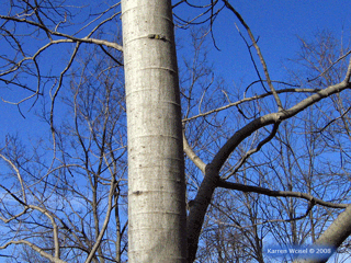 Populus tremuloides - Quaking aspen bark