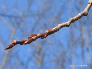 Populus tremuloides - Quaking aspen winter buds