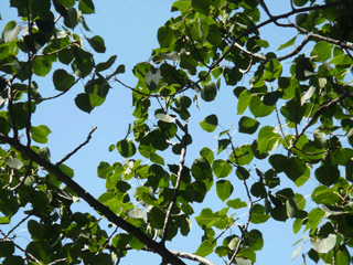 Populus tremuloides - Quaking aspen summer leaves