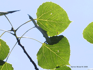 Populus tremuloides - Quaking aspen summer leaves