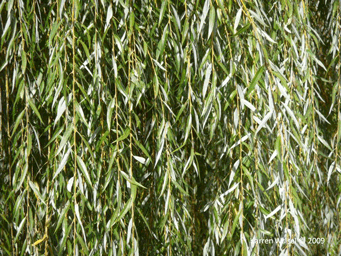 Salix alba 'Tristis' - Golden weeping willow