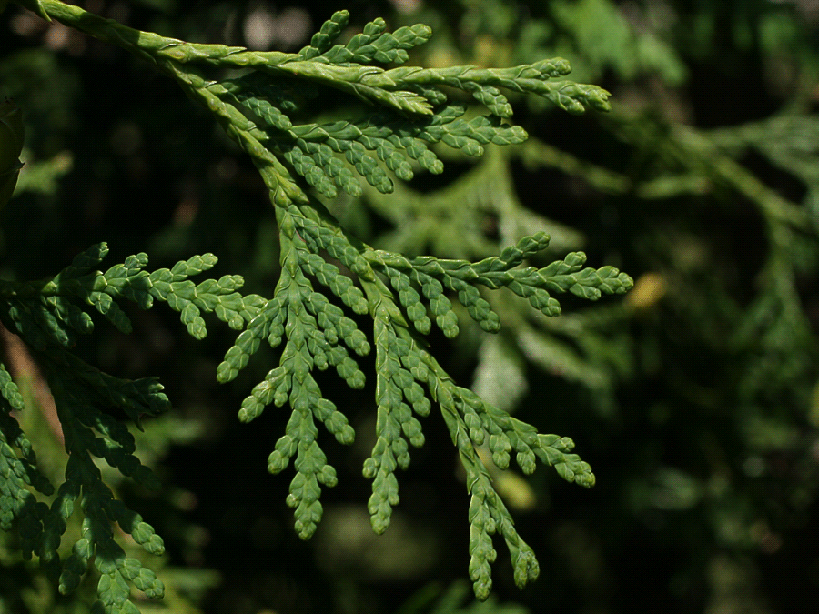 Thuja occidentalis close up of leaves