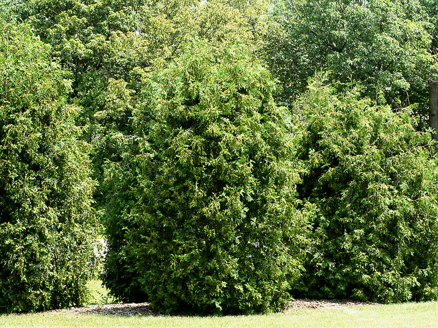 Eastern Arborvitae form and habit