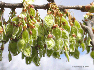 Ulmus americana - American elm flowers