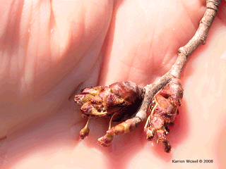Ulmus americana - American elm flower buds