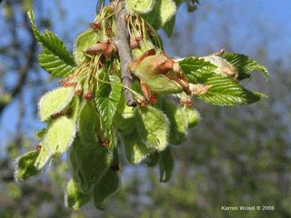 Ulmus americana - American elm fruit andleaves