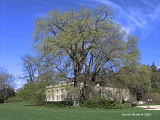 Ulmus americana - American elm  vase shape habit