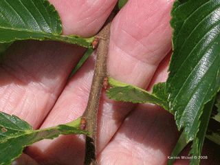 Ulmus Americana - American elm petiole, buds, leaves