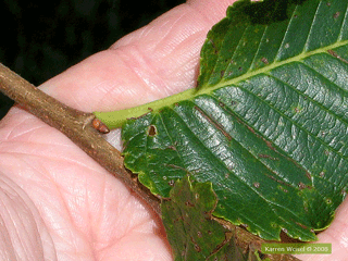 Ulmus americana - American elm petiole, buds, leaves