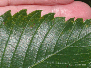 Ulmus americana - American elm leaf margin is serrated