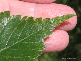 Ulmus americana - American elm leaf margin and tip