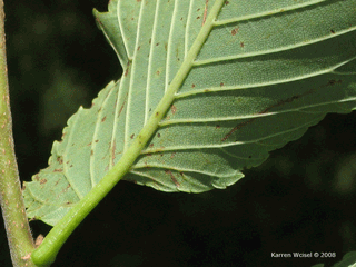Ulmus americana - American elm underside of leaf 