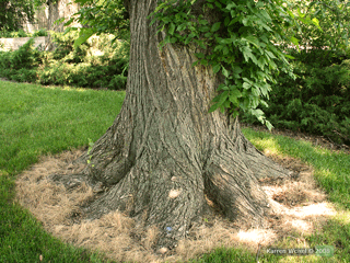 Ulmus americana - American elm flared base