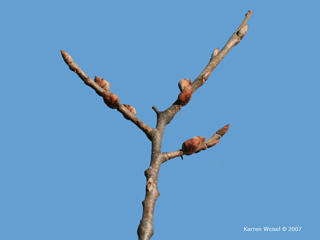 Ulmus americana - American elm winter buds