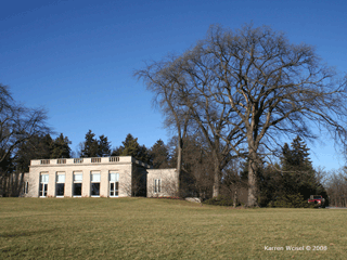 Ulmus americana - American elm  vase shape habit