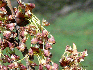 Ulmus americana - American elm flowers