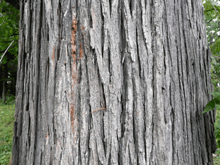 Ulmaceae - Slippery Elm trunk and bark, showing reddish where bark has been cut into